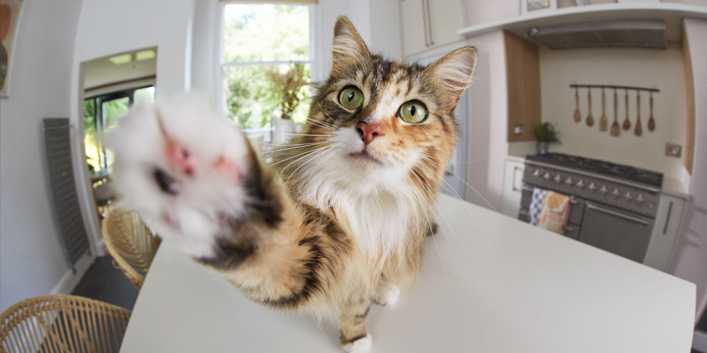 Une journée pour célébrer nos amis les chats