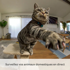 files/ring_pantilt-indoor-camera_wht_05_pets_fr_1500x1500_951d0e73-d988-4ad1-9a2b-3304727fb205.webp